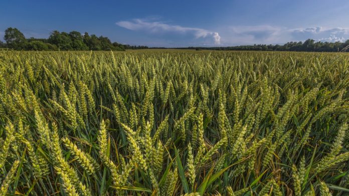 green-wheat-field-landscape_209690-131